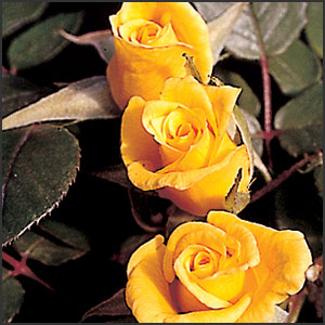 salut les roses?!